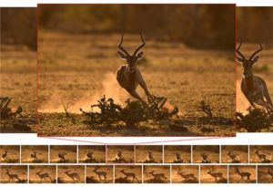 nikon_dslr_d500_10fps_200shots_wildlife--original[1]