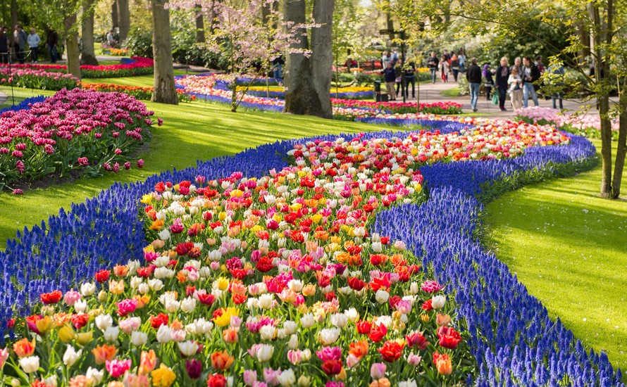 Keukenhof: największy ogród z kwitnącymi roślinami cebulowymi