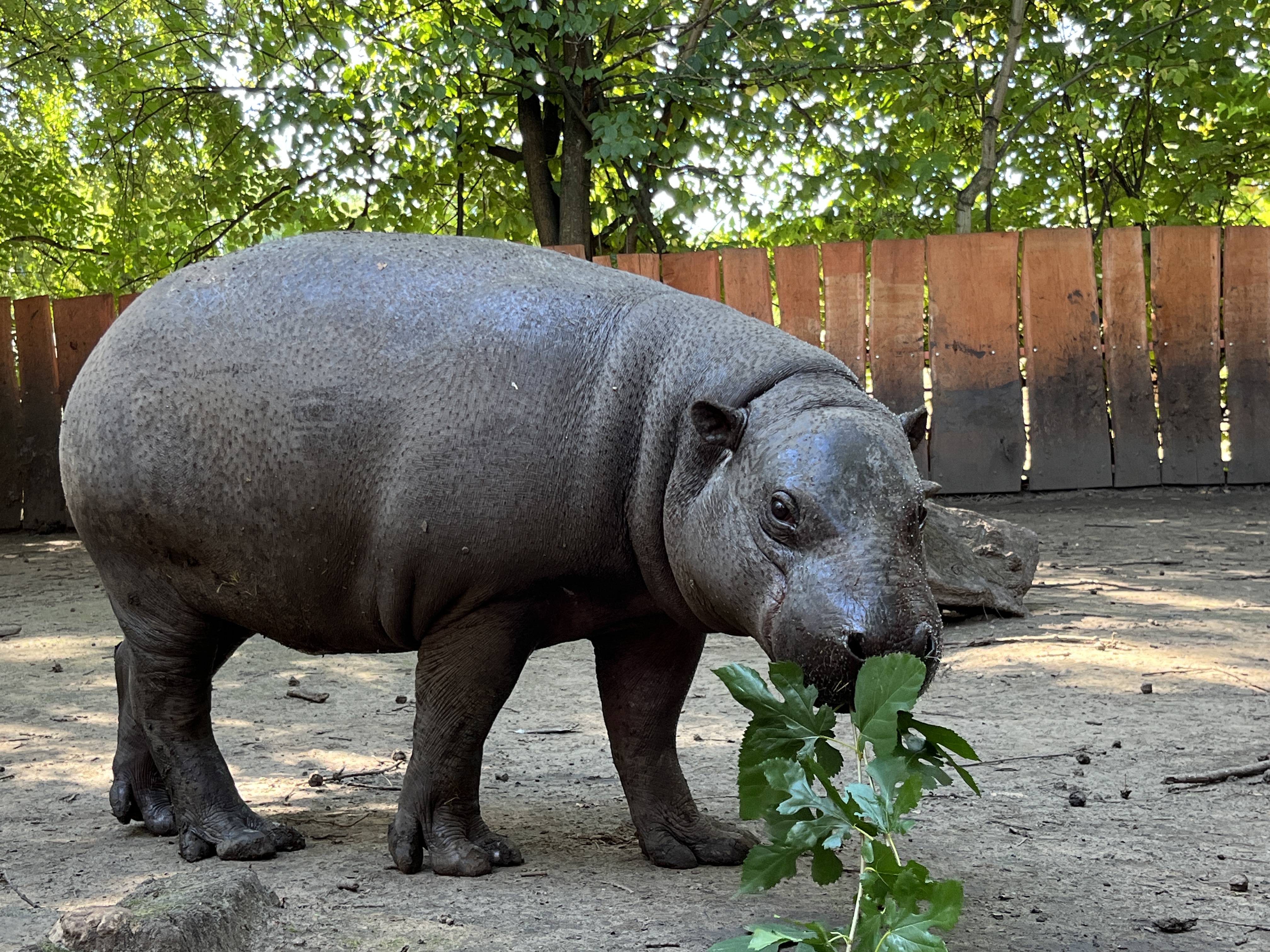 Guatemalában kezd új életet Gerzson, a nyíregyházi törpevíziló