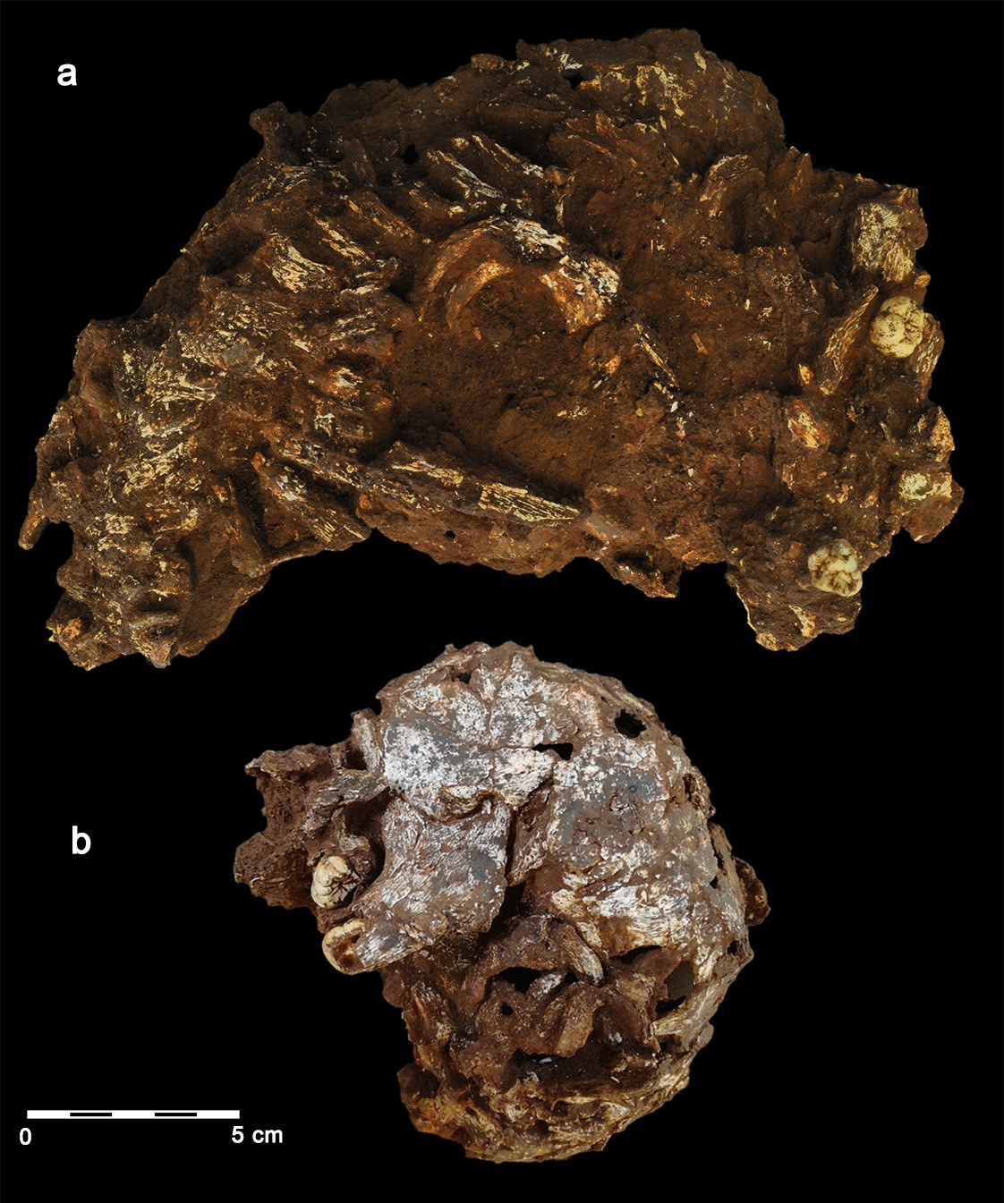 Czaszka i fragment szkieletu dziecka znalezione na stanowisku archeologicznym w Panga ya Saidi w Kenii.