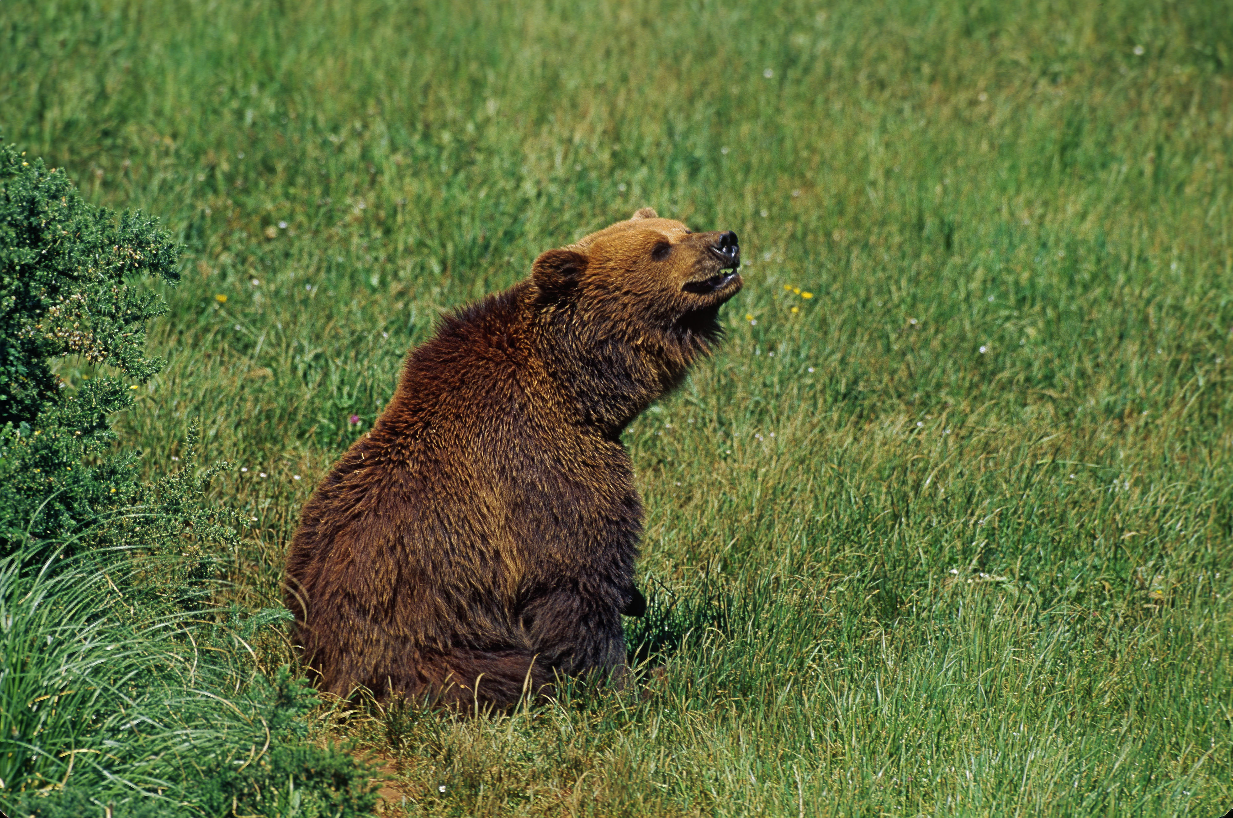 WWF zamierza odnowić 40 ha starych, zagubionych w bieszczadzkich lasach sadów specjalnie dla niedźwiedzi.
