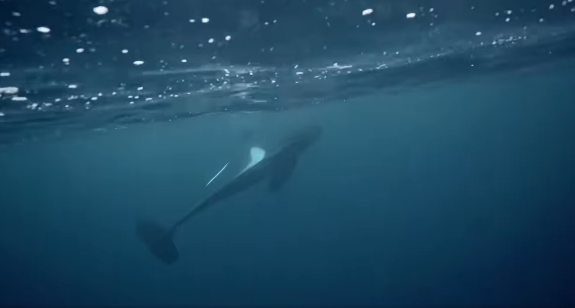 A haldokló orka utolsó pillanatai a felszínen maradásért tett kétségbeesett erőfeszítésekkel – az első ilyen videó