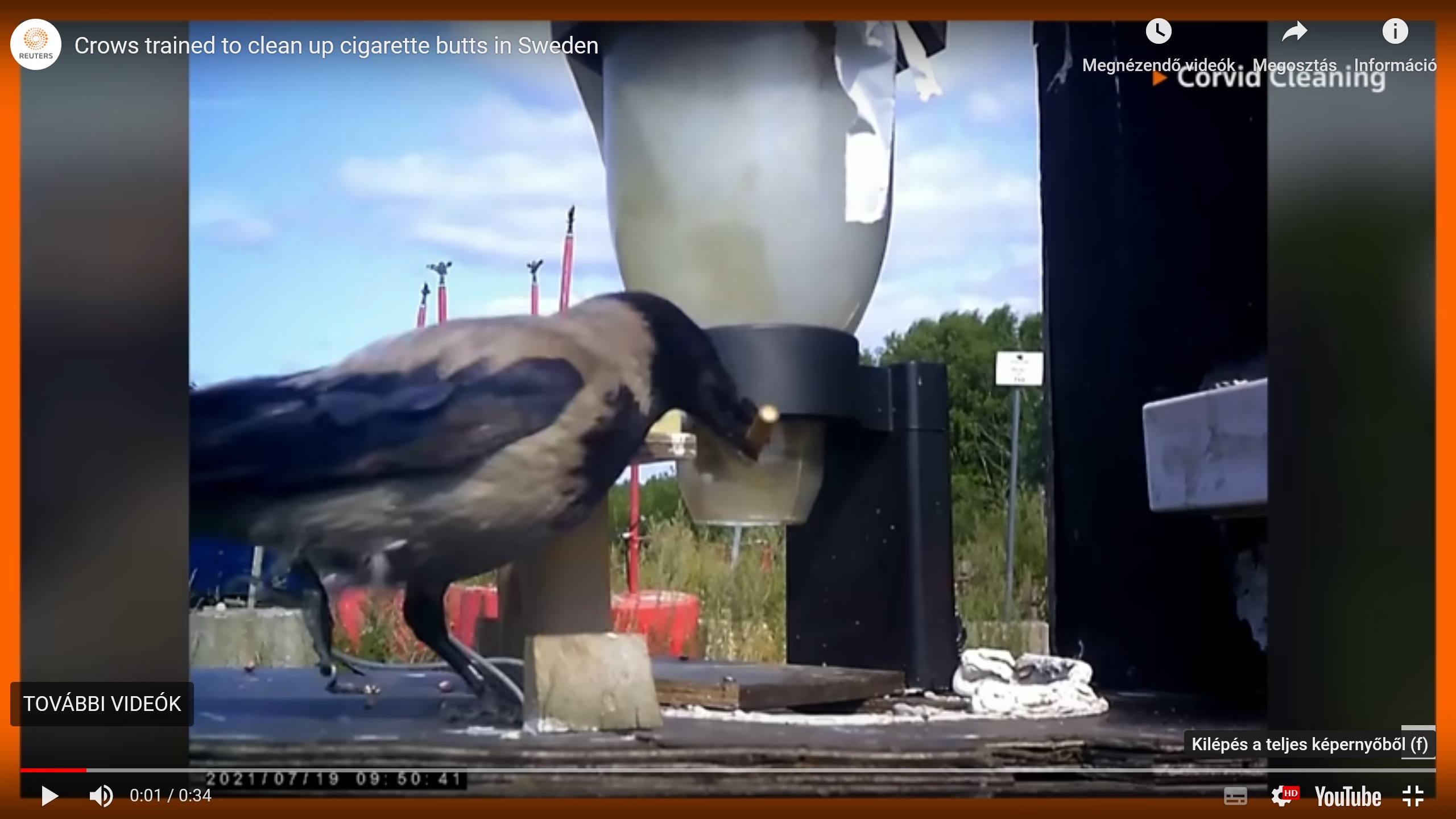 Beálltak utcaseprőnek a madarak: varjakkal szedették fel a csikkeket