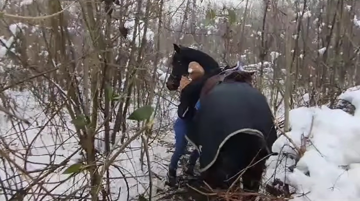 Megindító: így találtak rá a rémült Főnixre, akit kutató-mentők és aggódó civilek kerestek órákon át, kamerás drónt is bevetve - videók