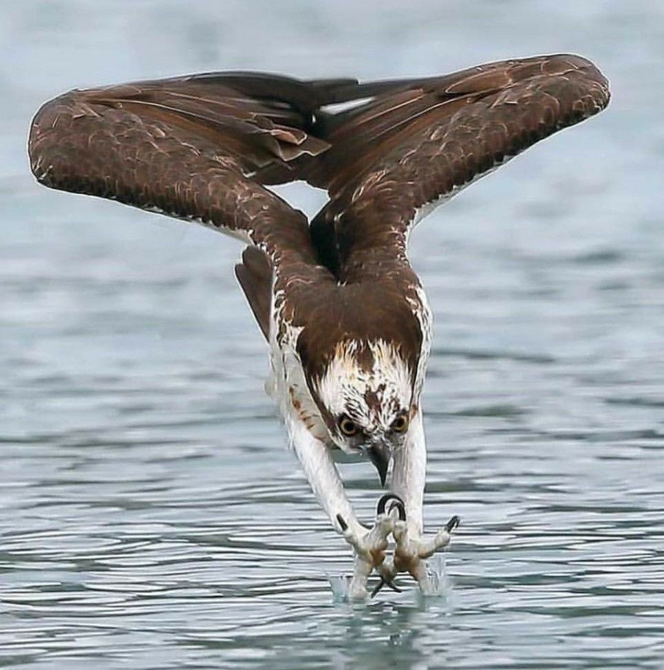 Osprey diving for a fish. (pinterest)