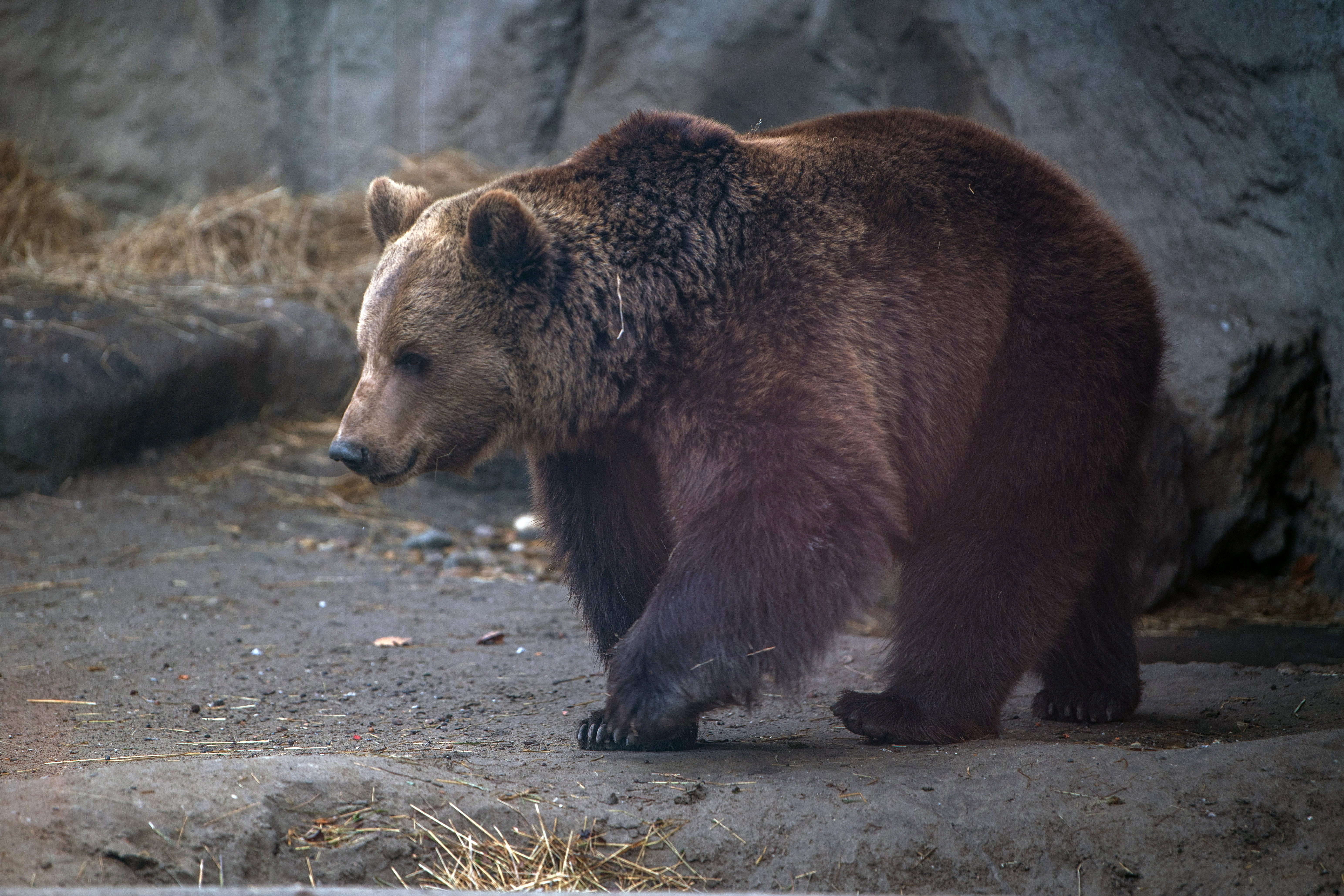 Meglátta az árnyékát Hugi, a fővárosi állatkert medvéje - Blikk