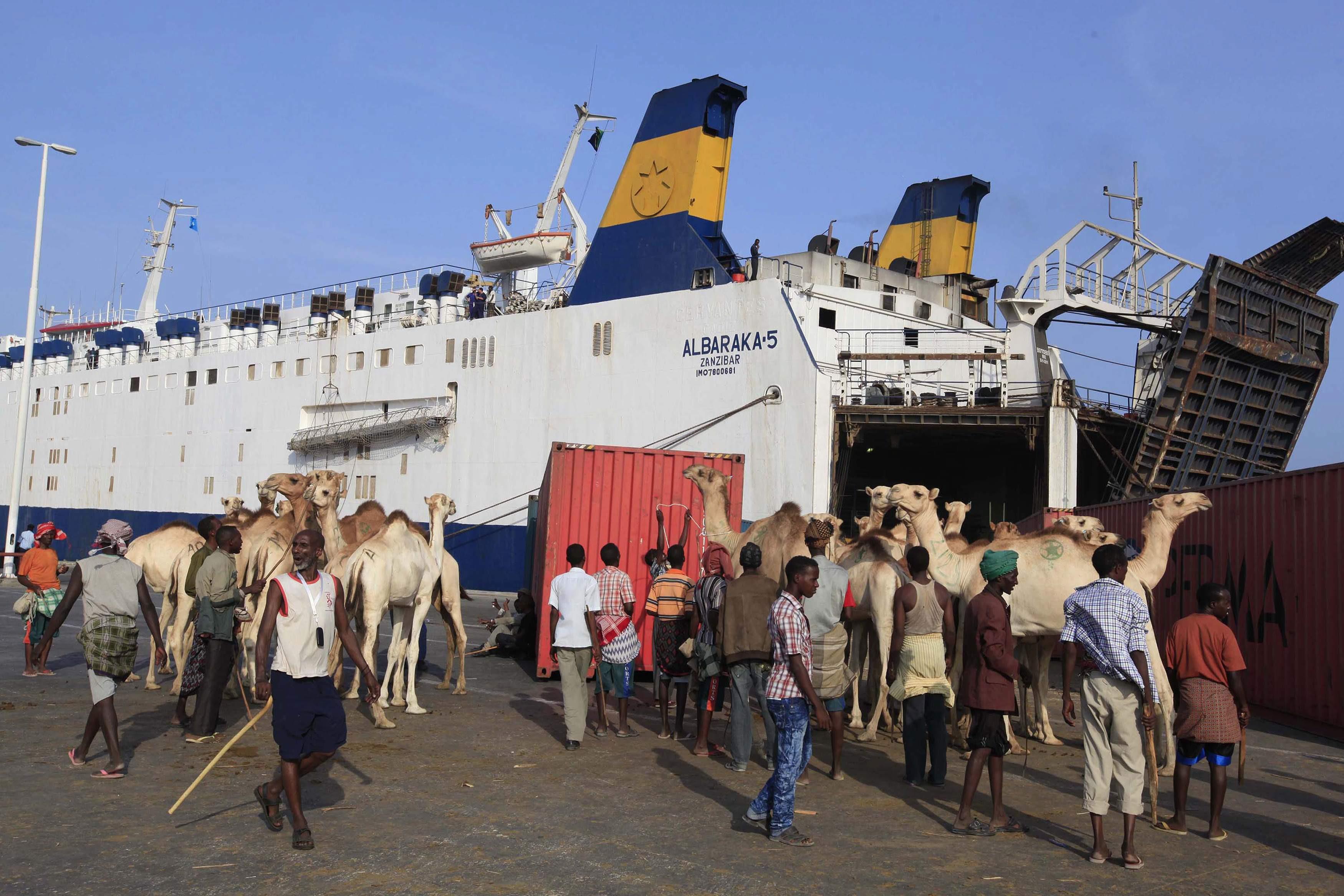 Camels, which are being exported, are seen at the port in Mogadishu August 3, 2013. Street lamps now