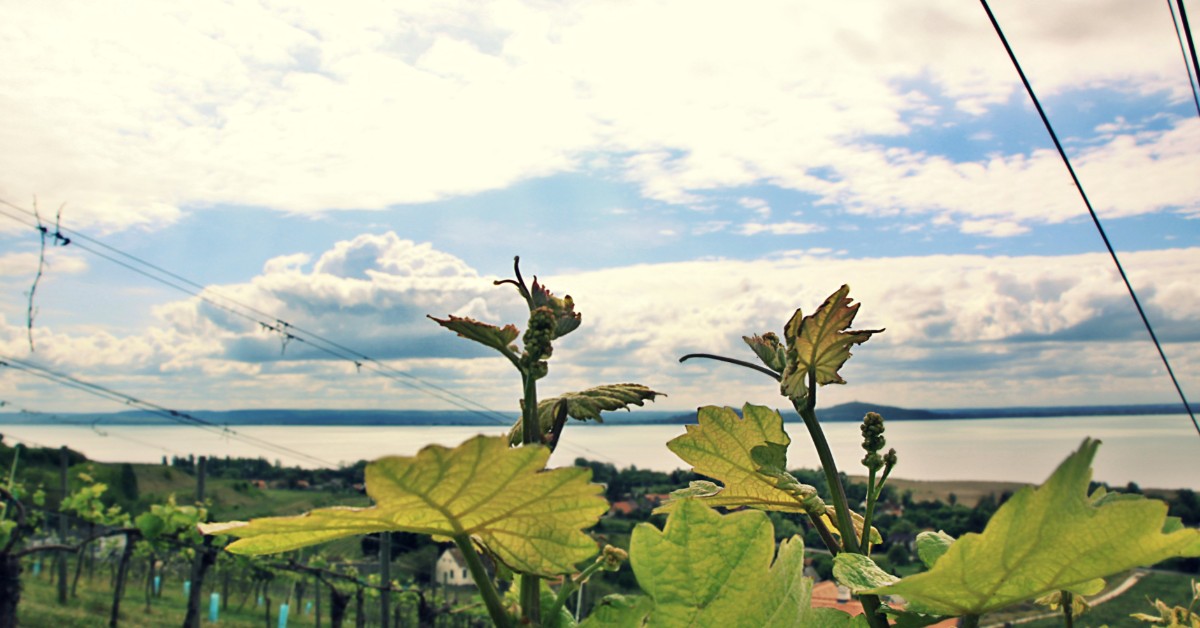 A Blikk kedvenc bora: egy ütős és ritka rajnai rizling, a Villa Sandahl Crystal Cut 2017