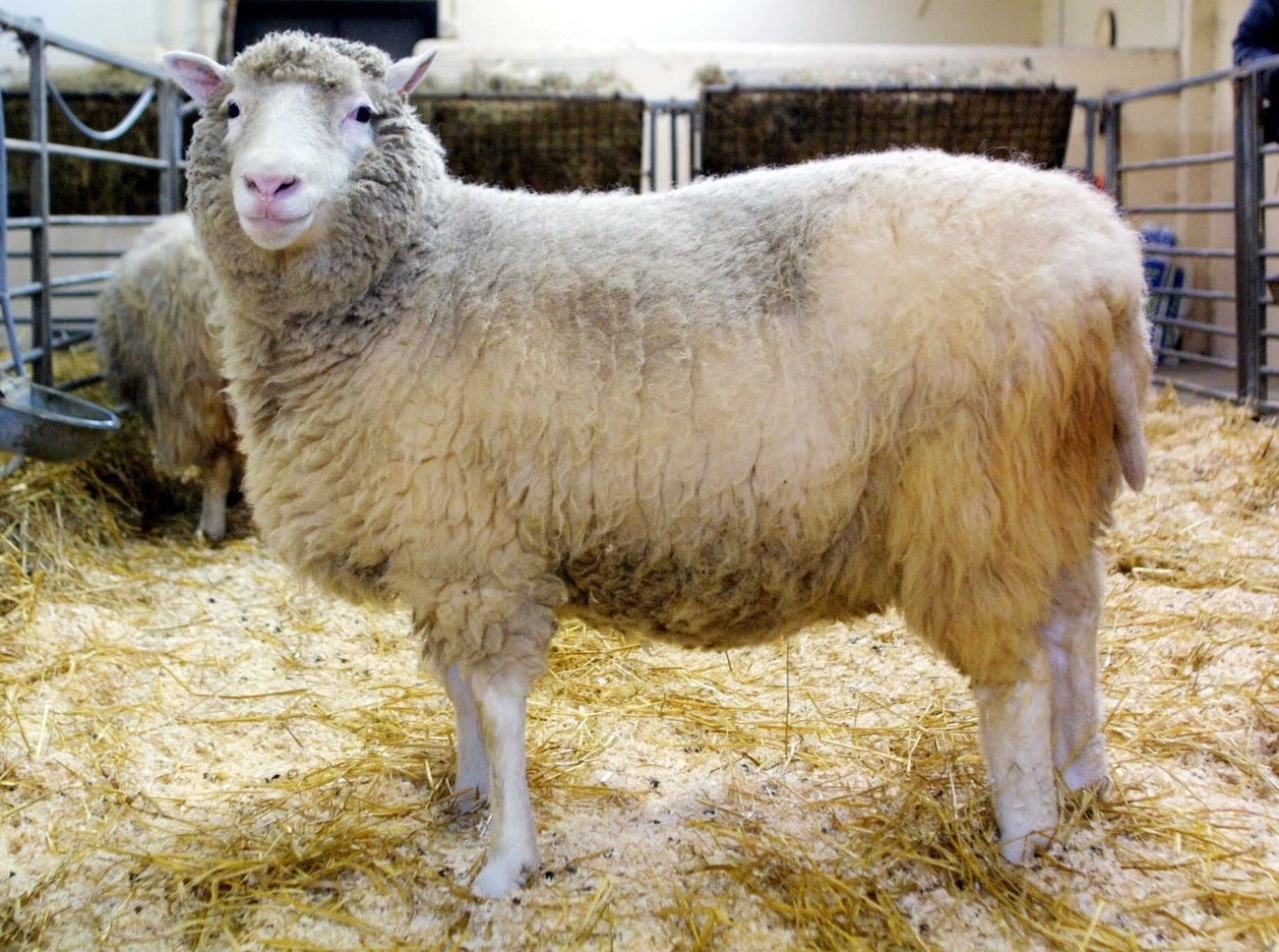 Dolly - pierwsza sklonowana owca przyszła na świat 20 lat temu