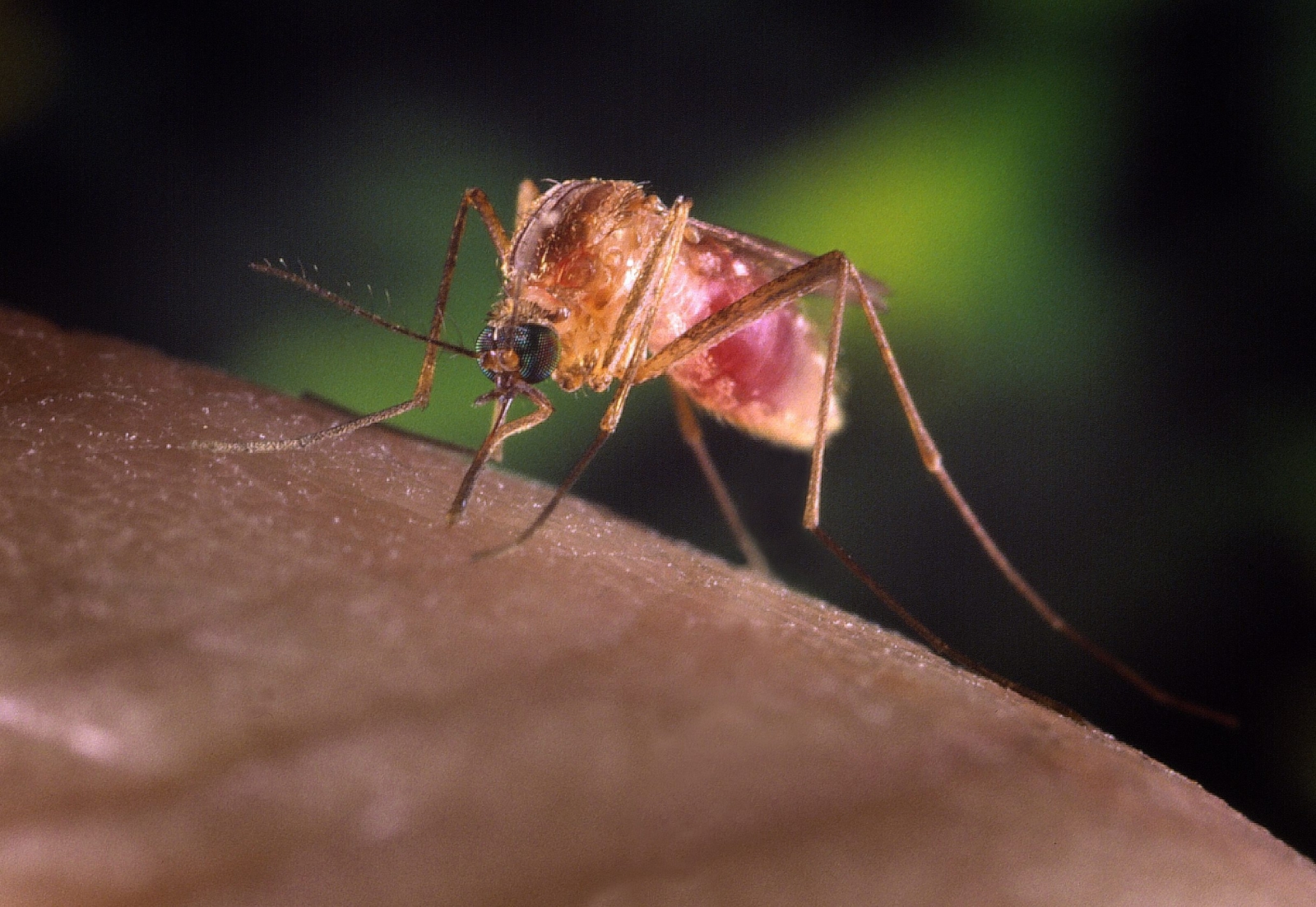 Culex quinquefasciatus wypełniający się krwią. Niewykluczone, że właśnie zaraził człowieka