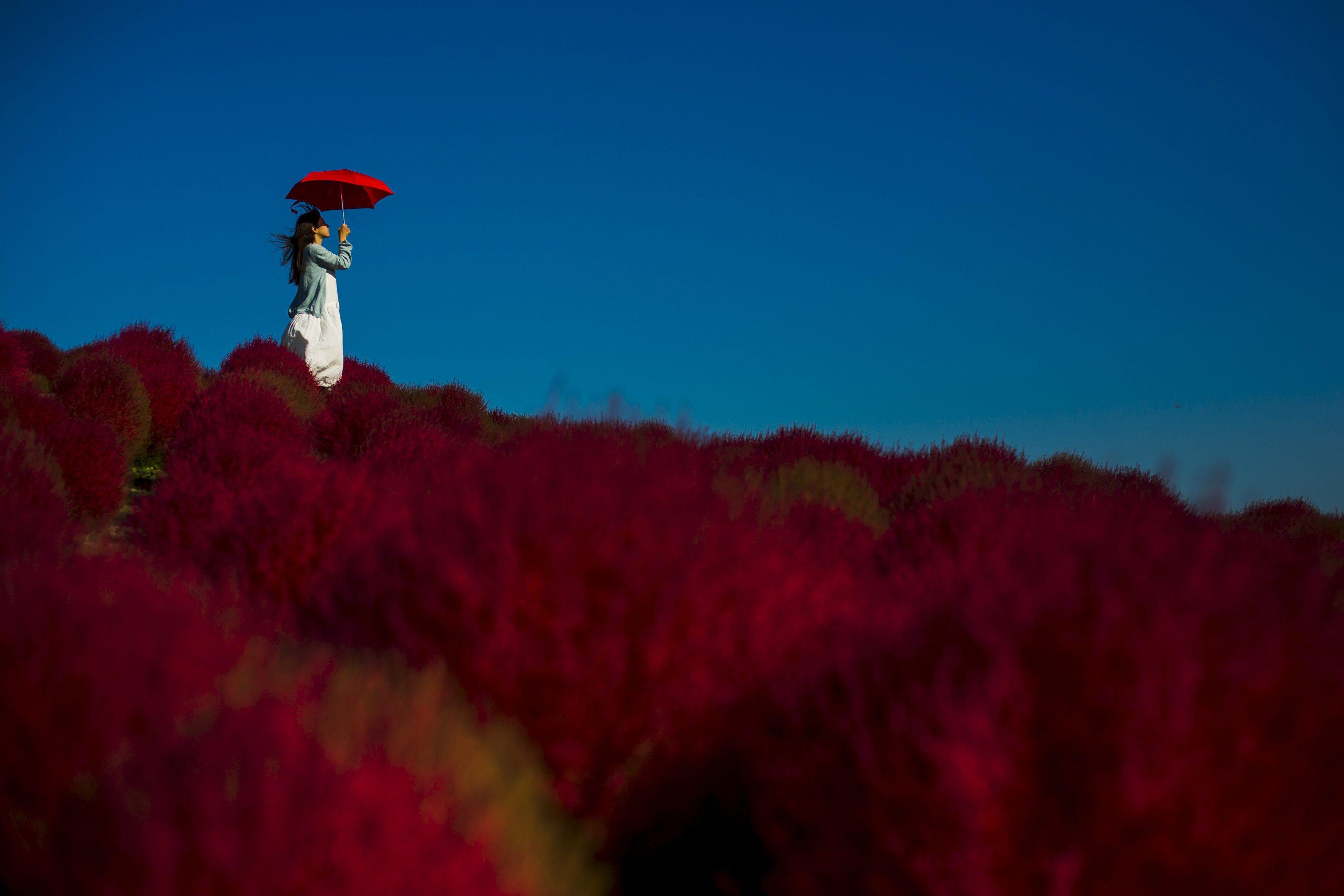 A woman holds a parasol as she stands in a field of fireweed at the Hitachi Seaside Park north of To