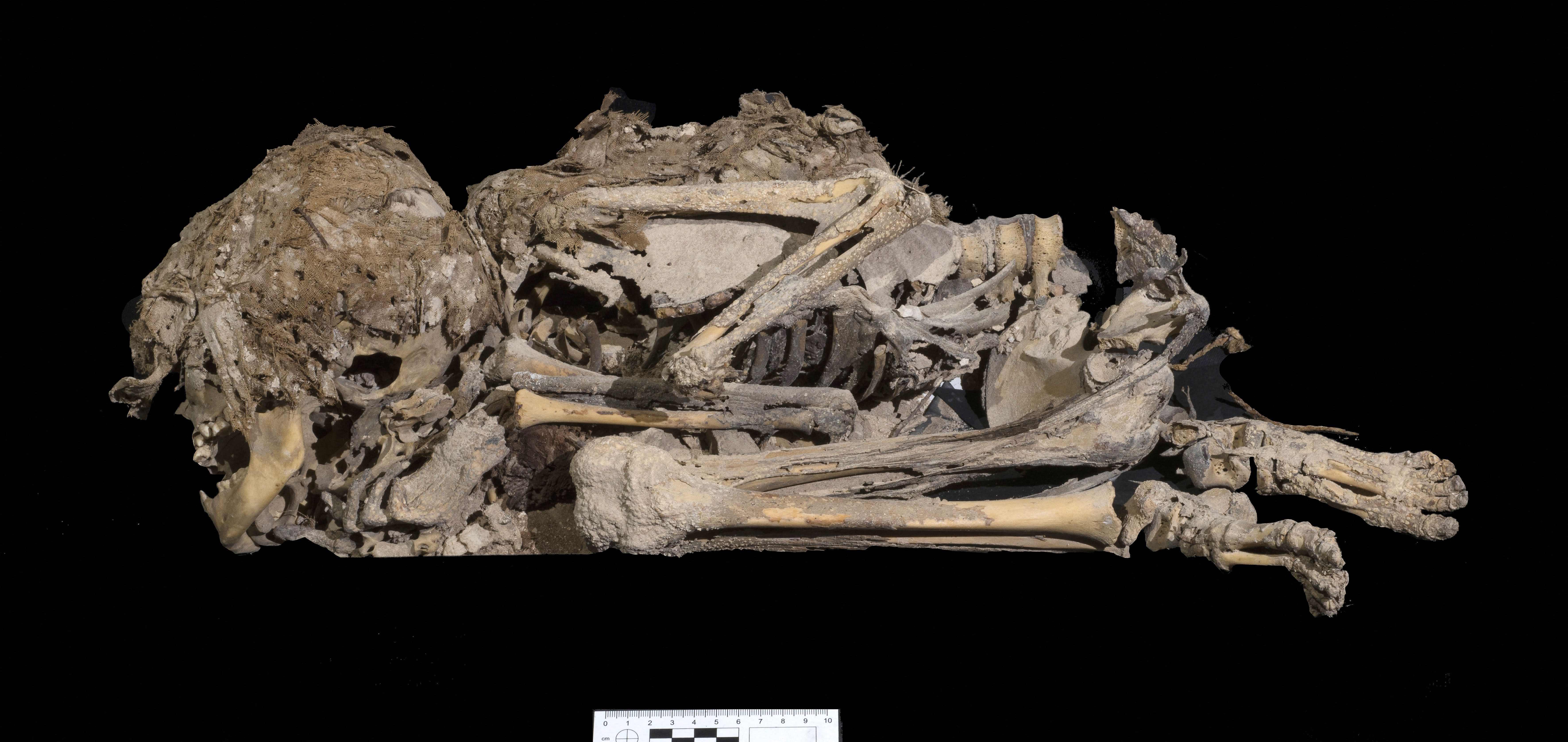 Zmumifikowany szkielet dziecka sprzed 6 tys. lat wydobyty z jaskini na Pustyni Judzkiej.