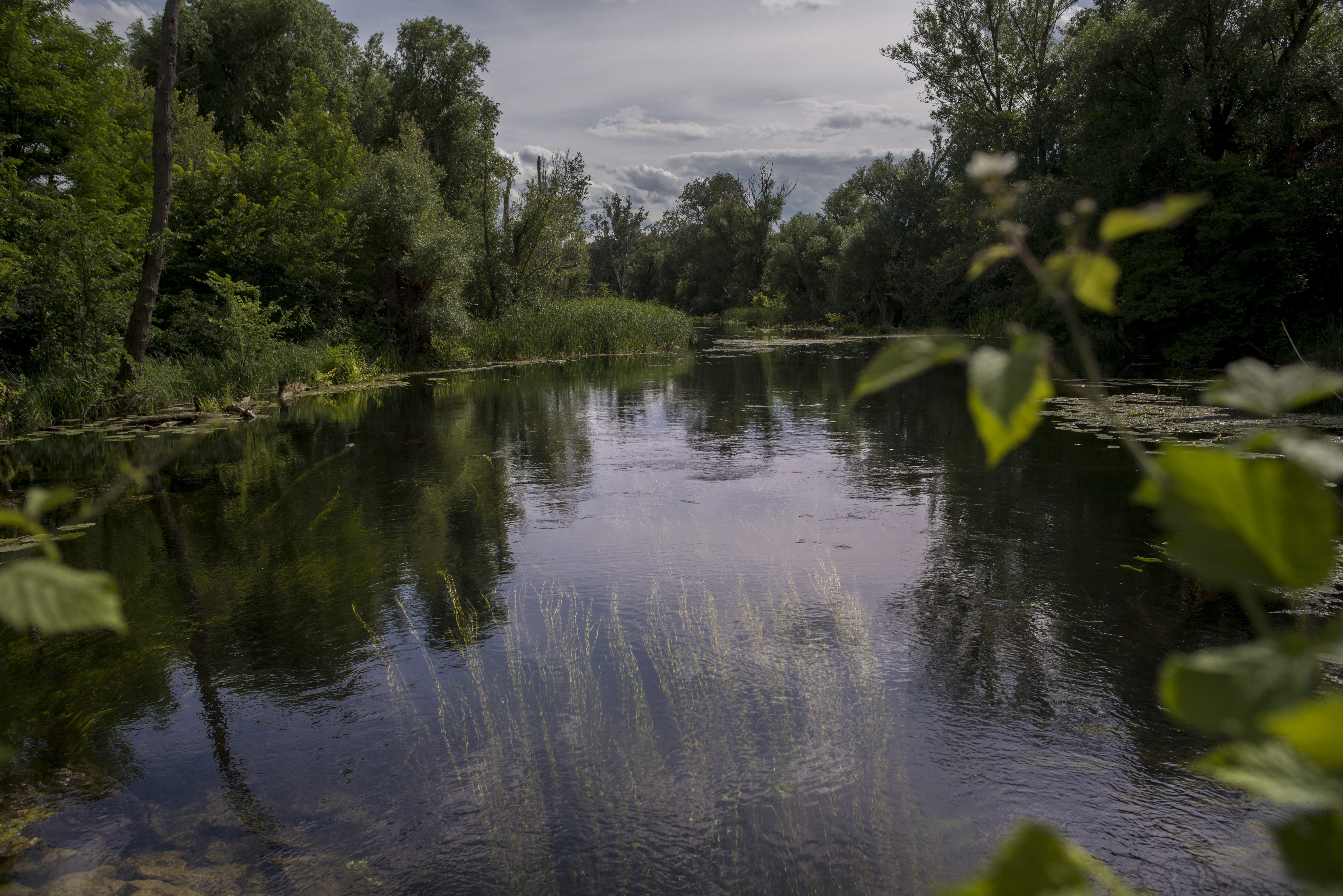 Meztelenül, szigonypuskával a kezében indult orvhorgászatra egy, az éjszakai életből ismert illető a Mosoni-Duna holtágán