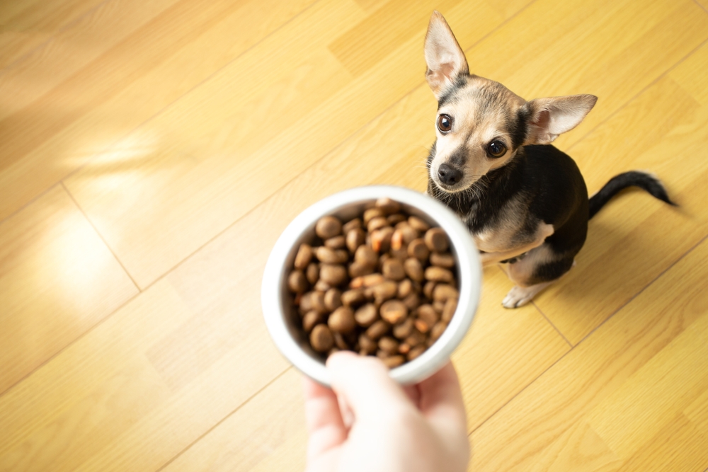 A kutyák agyában is látható, hogy melyik ételt szeretik | EgészségKalauz
