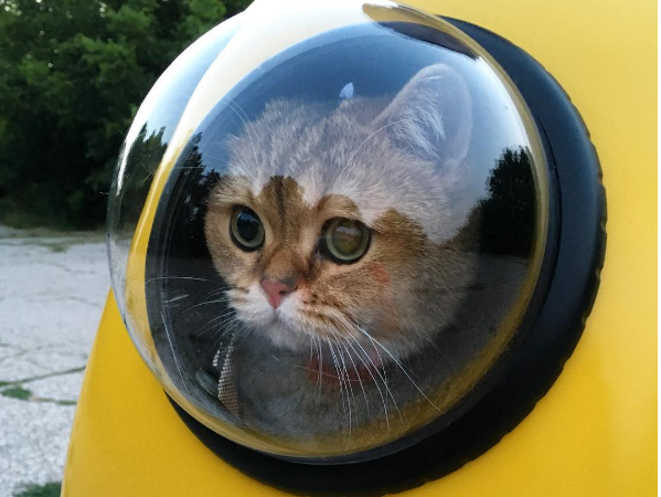 W tym plecaku twój kot będzie wyglądał jak astronauta. Tak teraz podróżuje  się ze zwierzakami - Noizz