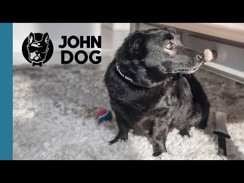 John Dog Adopcje - Zuma