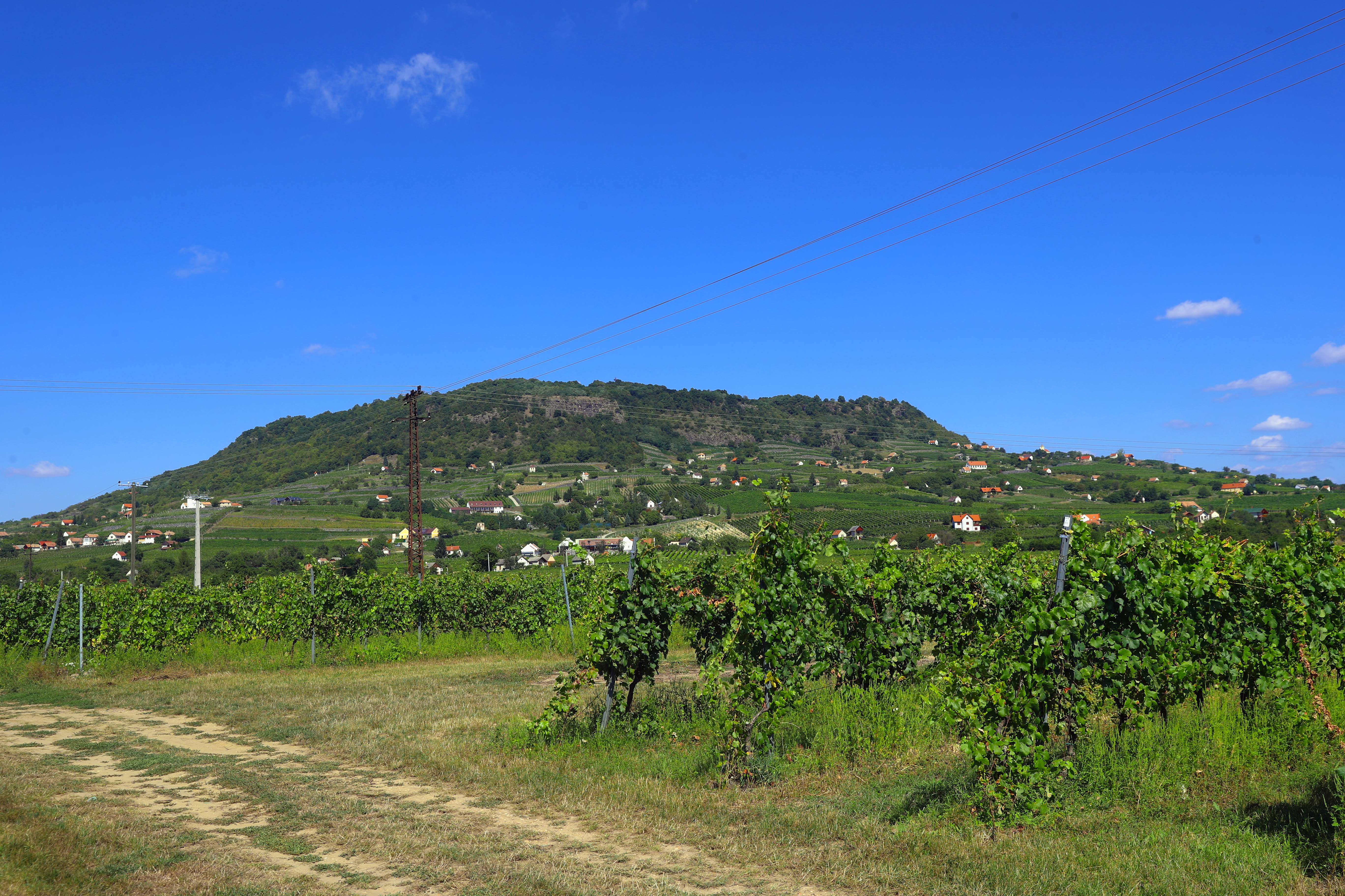 A Blikk kedvenc bora: Joós Elek Entitás Cuvée