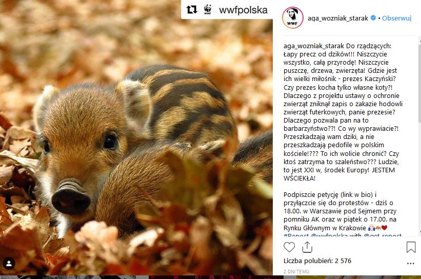 Agnieszka Woźniak-Starak nie przebiera w słowach: Do rządzących: Łapy precz od dzików!!! Niszczycie wszystko, całą przyrodę! Niszczycie puszczę, drzewa, zwierzęta! Gdzie jest ich wielki miłośnik - prezes Kaczyński? Czy prezes kocha tylko własne koty?! Dlaczego z projektu ustawy o ochronie zwierząt zniknął zapis o zakazie hodowli zwierząt futerkowych, panie prezesie? Dlaczego pozwala pan na to barbarzyństwo??! Co wy wyprawiacie?! Przeszkadzają wam dziki, a nie przeszkadzają pedofile w polskim kościele!??? To ich wolicie chronić? Czy ktoś zatrzyma to szaleństwo??? Ludzie, to jest XXI w, środek Europy! JESTEM WŚCIEKŁA!
