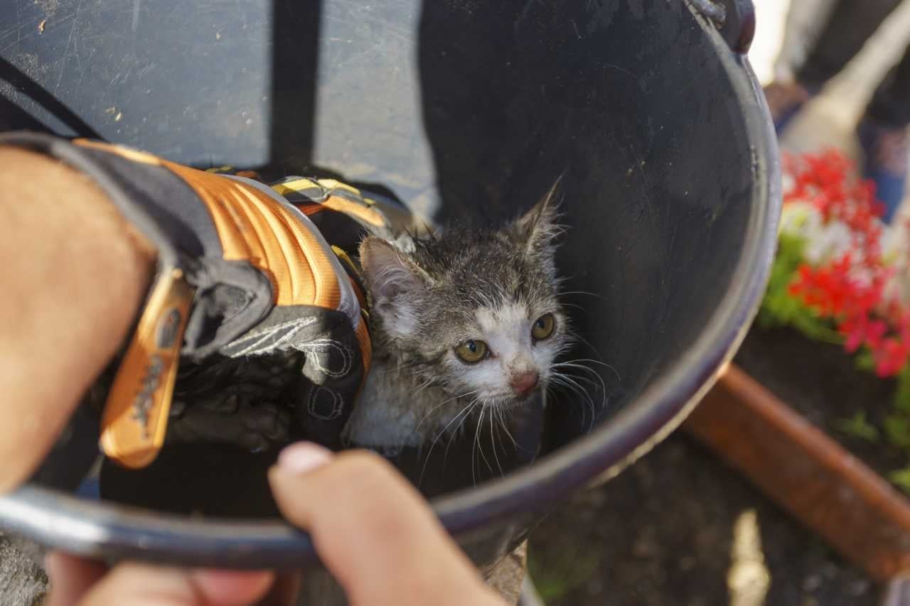 Kútba esett macskát mentettek a tűzoltók - Blikk