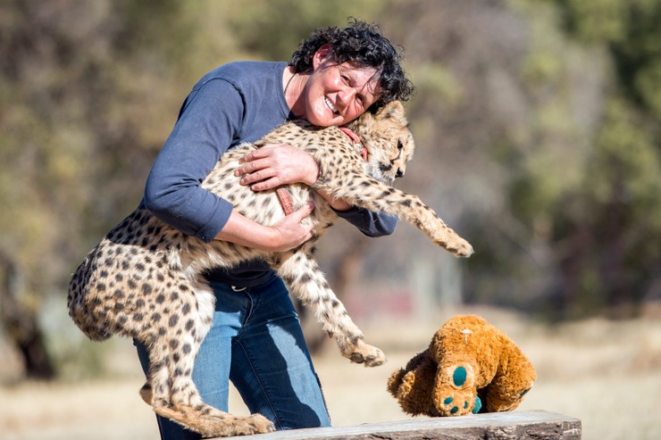 Riana Van Nieuwenhuizen, a Cheetah Experience Founder alapítója egyik kiskedvencével. /Fotó: Northfoto