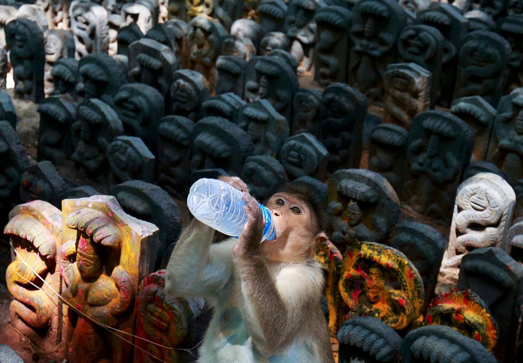 A bonnet macaque sits on consecrated idols of snakes as it drinks milk offered by a devotee during t