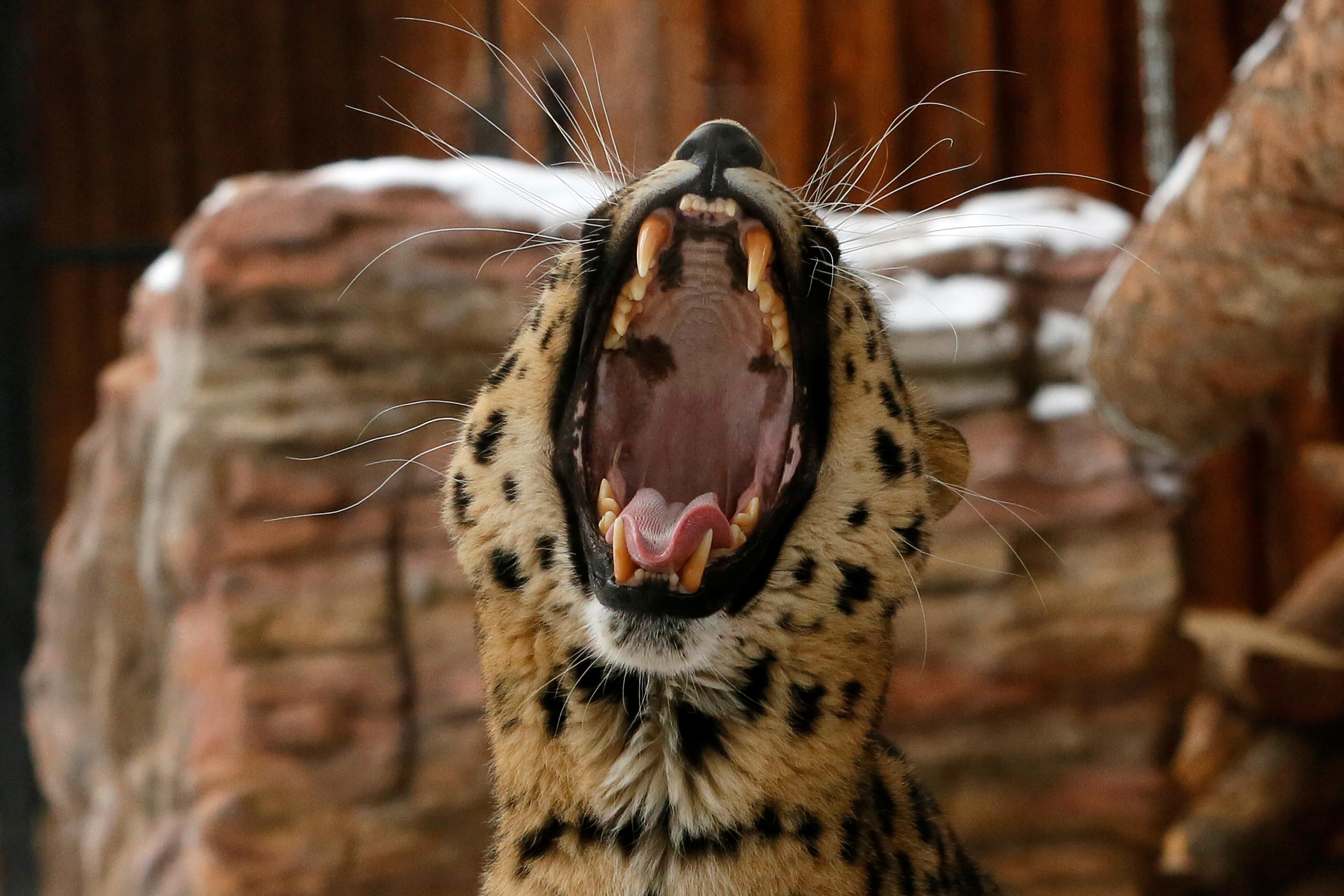 Kirin, a seven-year-old male Amur (Far Eastern) leopard, yawns inside an open-air cage at the Royev 