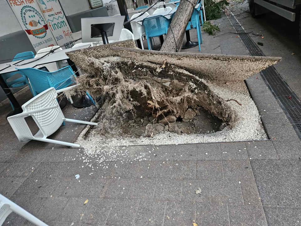 Lomtalanító autó döntött ki egy fát a II. kerületben: egy vendéglátóegység teraszát tarolta le – fotó