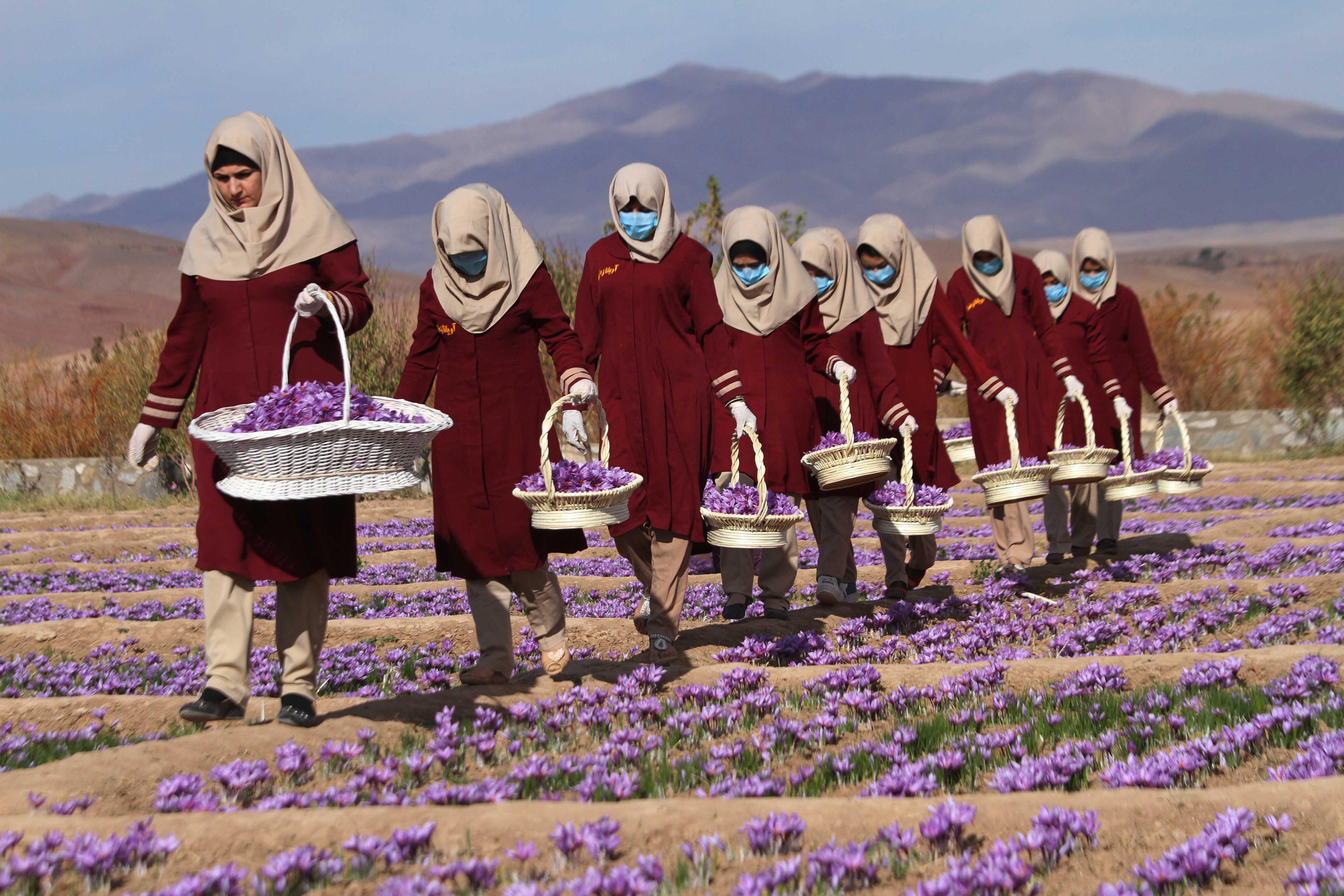 Saffron cultivation in Herat