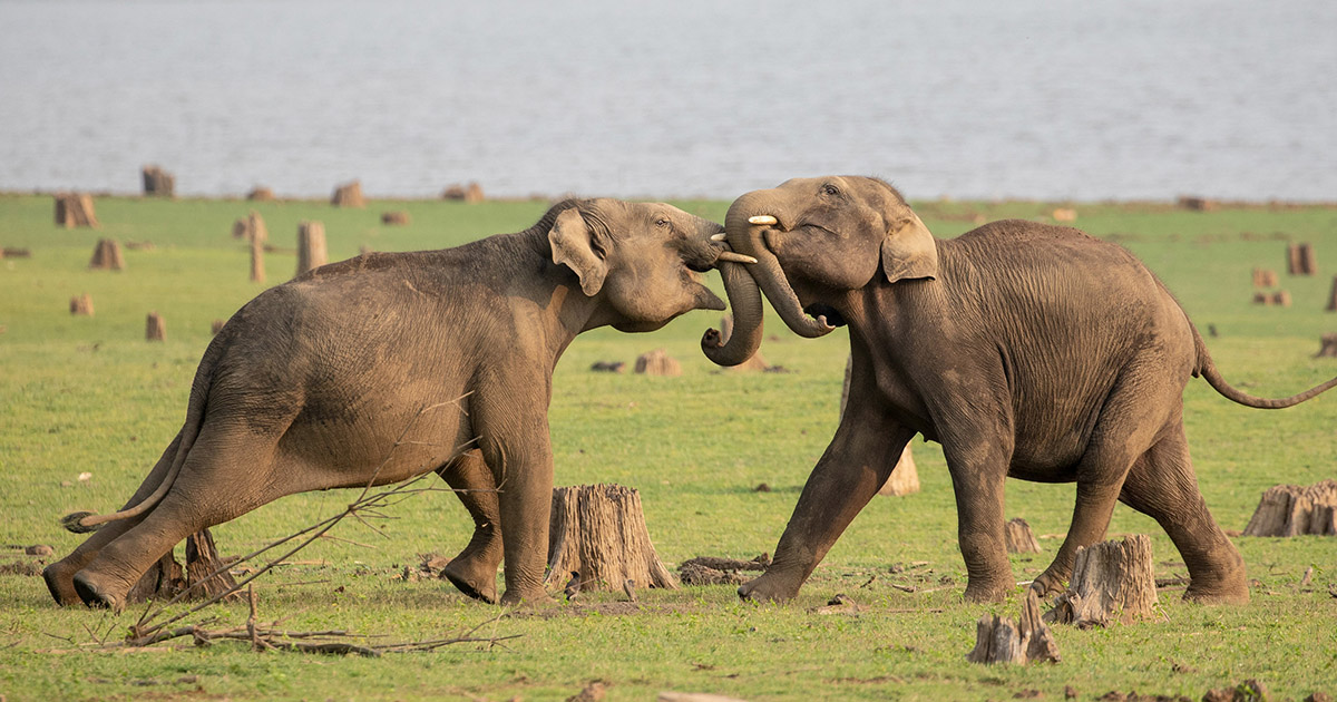 Négy lenyűgöző természetfilm a Föld napjára