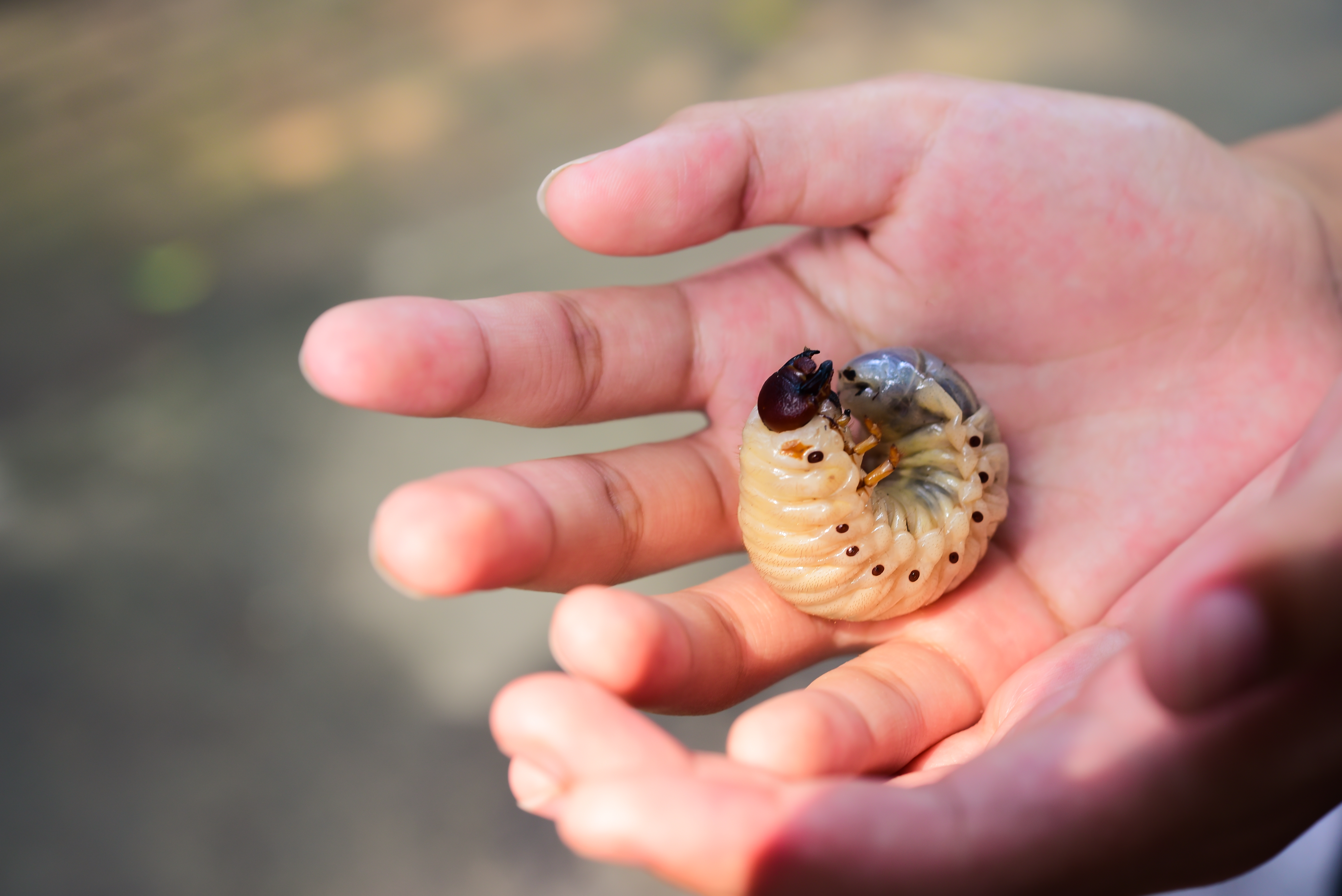 Kukacokat találtak egy tatabányai hipermarket csokijában - videó