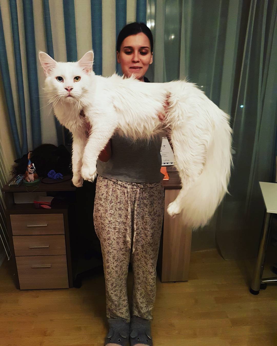 Nézze meg a macskát, aki majdnem akkora, mint gazdája - képek - Blikk