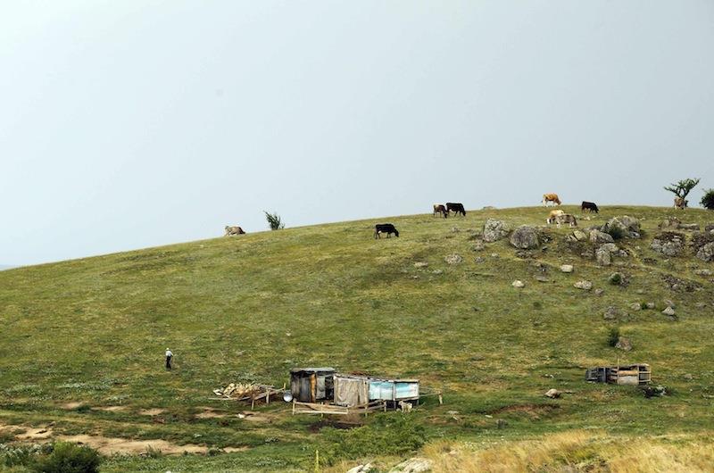 Krowy pasące się na przedmieściach Aninoasy. Aninoasa bieda Rumunia pastwisko krowy