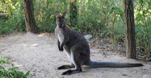 Új társat keresnek a megszökött kenguru szomorú párjának, miután egy felbőszült bika halálra préselte Jacket