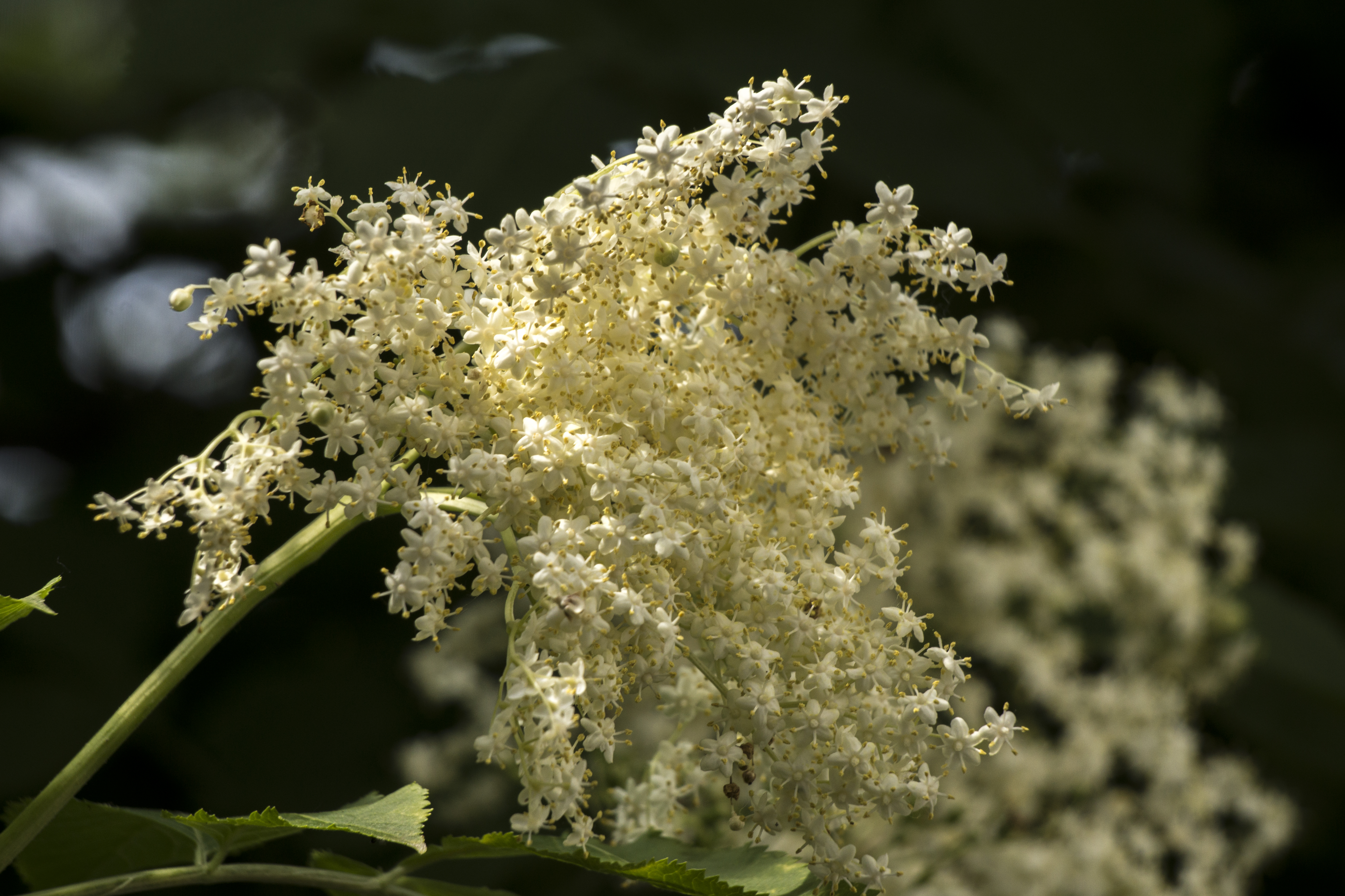 Semmi sincs biztonságban: 50 kiló bodzát lopott el egy család a baracskai börtön területéről