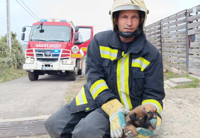 „Egy sisaknyi kiskutyát” mentettek a tűzoltók Salgótarjánban – fotón a cuki bajbajutottak