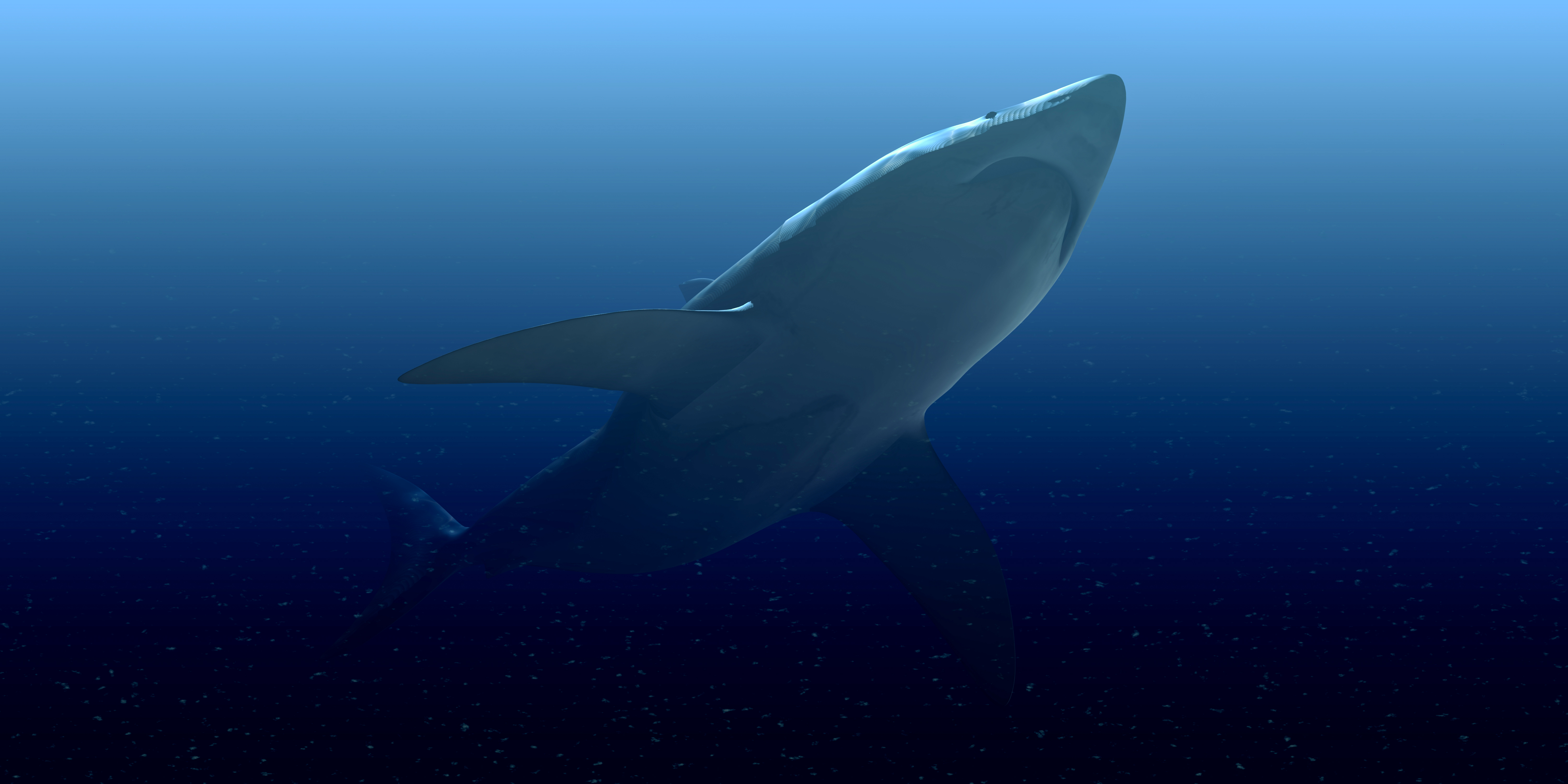 Delfincsapat mentette meg a cápától a szörfös életét - Blikk