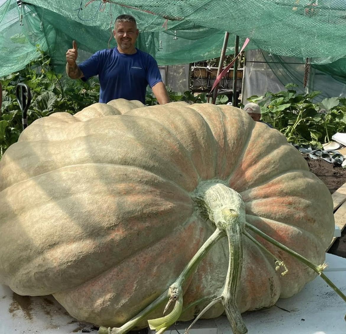 Tibor 851 kilós rekordtökét csodálja az ország