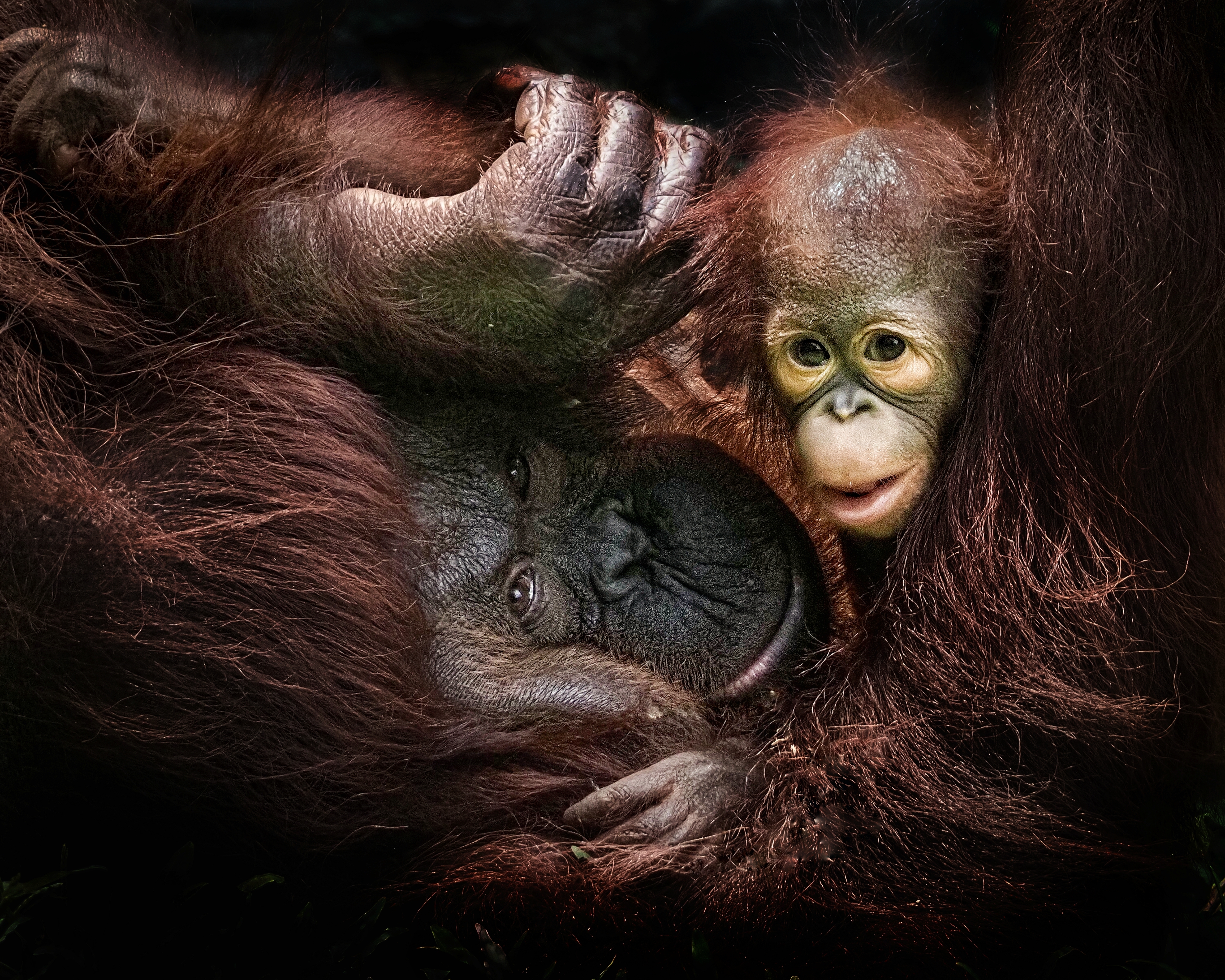 Fotókon az állatkert újszülött orángutánja: Barney egész nap az anyukáján csüng