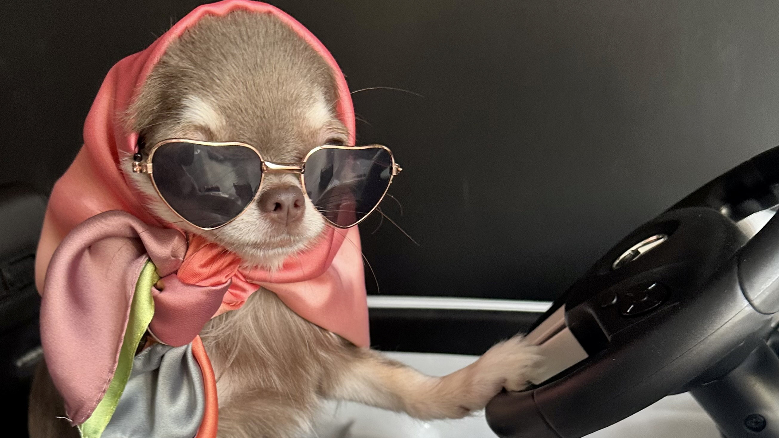 Luxusélet csivava módra: ez a gazda milliókat költ arra, hogy a kedvencei a legdivatosabb ebek legyenek a környéken