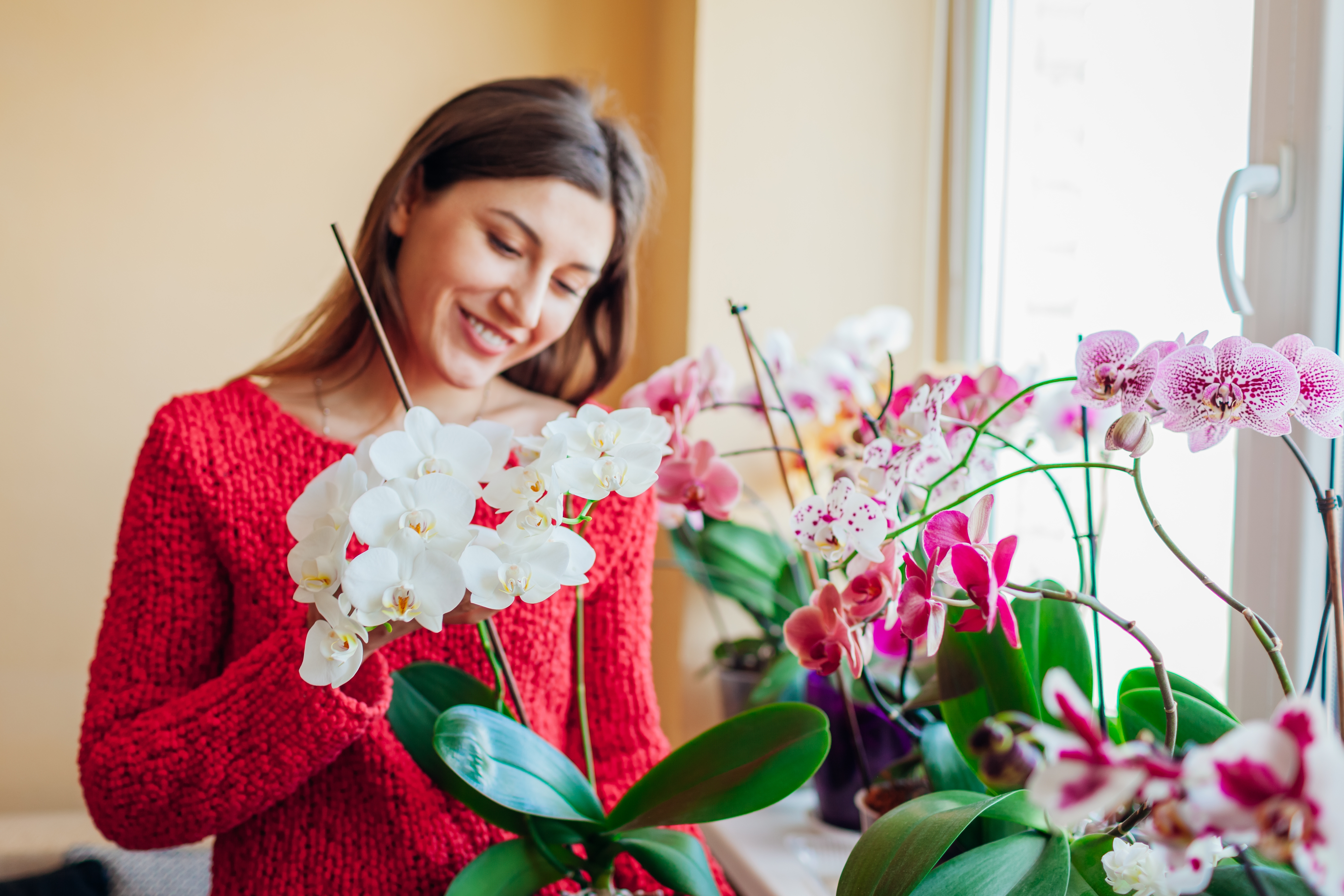 Anyukám véletlenül fokhagymás vízzel locsolta meg a cserepes orchideát - csoda történt