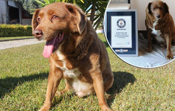 Gyász: meghalt Bobi, a világ legidősebb kutyusa