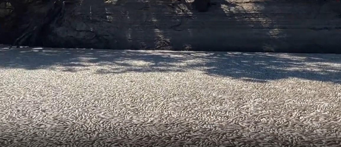 Szörnyű pusztulás: halak milliói főttek meg a folyókban Ausztráliában a kíméletlen forróságtól - videó