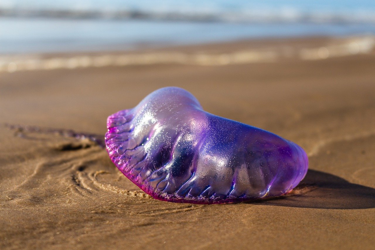 Egy gyönyörű, de annál veszélyesebb élőlényre bukkantak a tengerparton, a szakértők figyelmeztetés tettek közzé