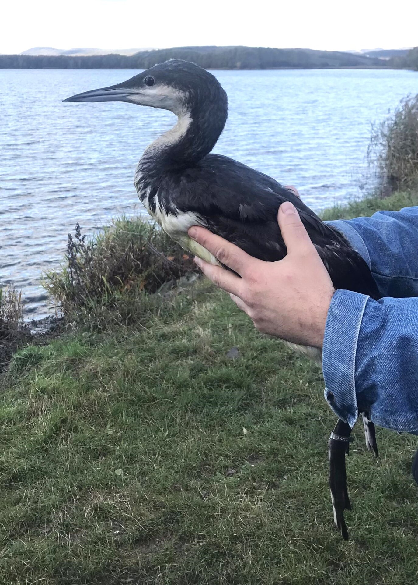 Ismeretlen búvár landolt a hevesi kisváros utcájának aszfaltján