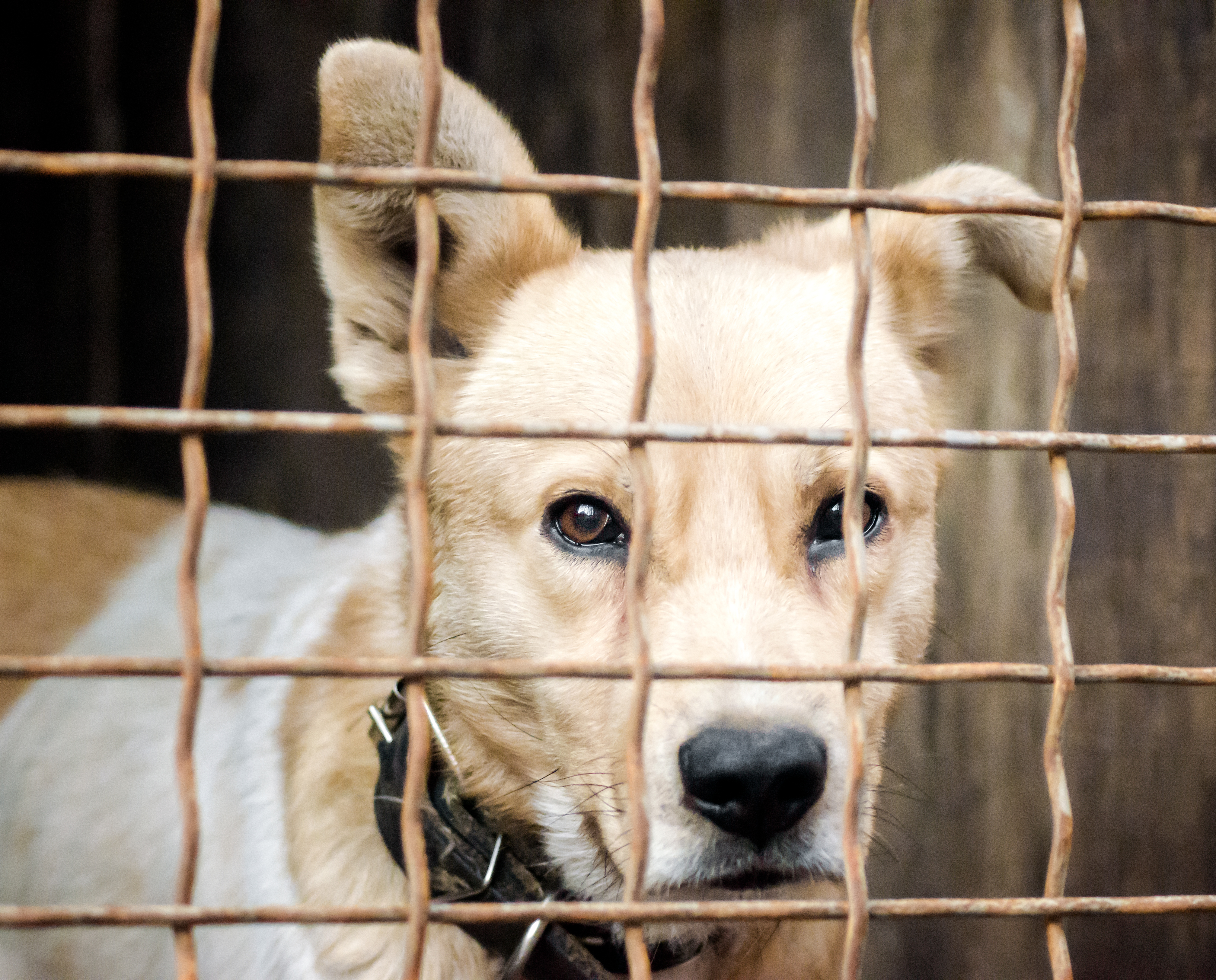 Csatlakozzon Szent-Györgyi Alberthez és Puskás Ferenchez: fogadjon örökbe ön is!
