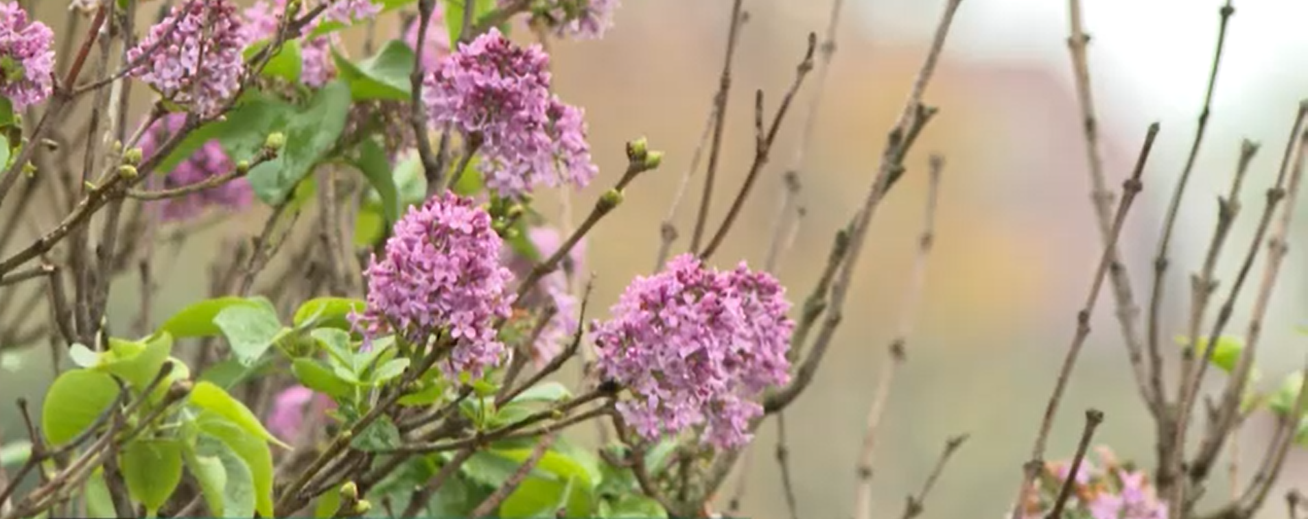 Szokatlan időzítés: virágzásnak indult az orgona, nézze meg milyen gyönyörű – videó