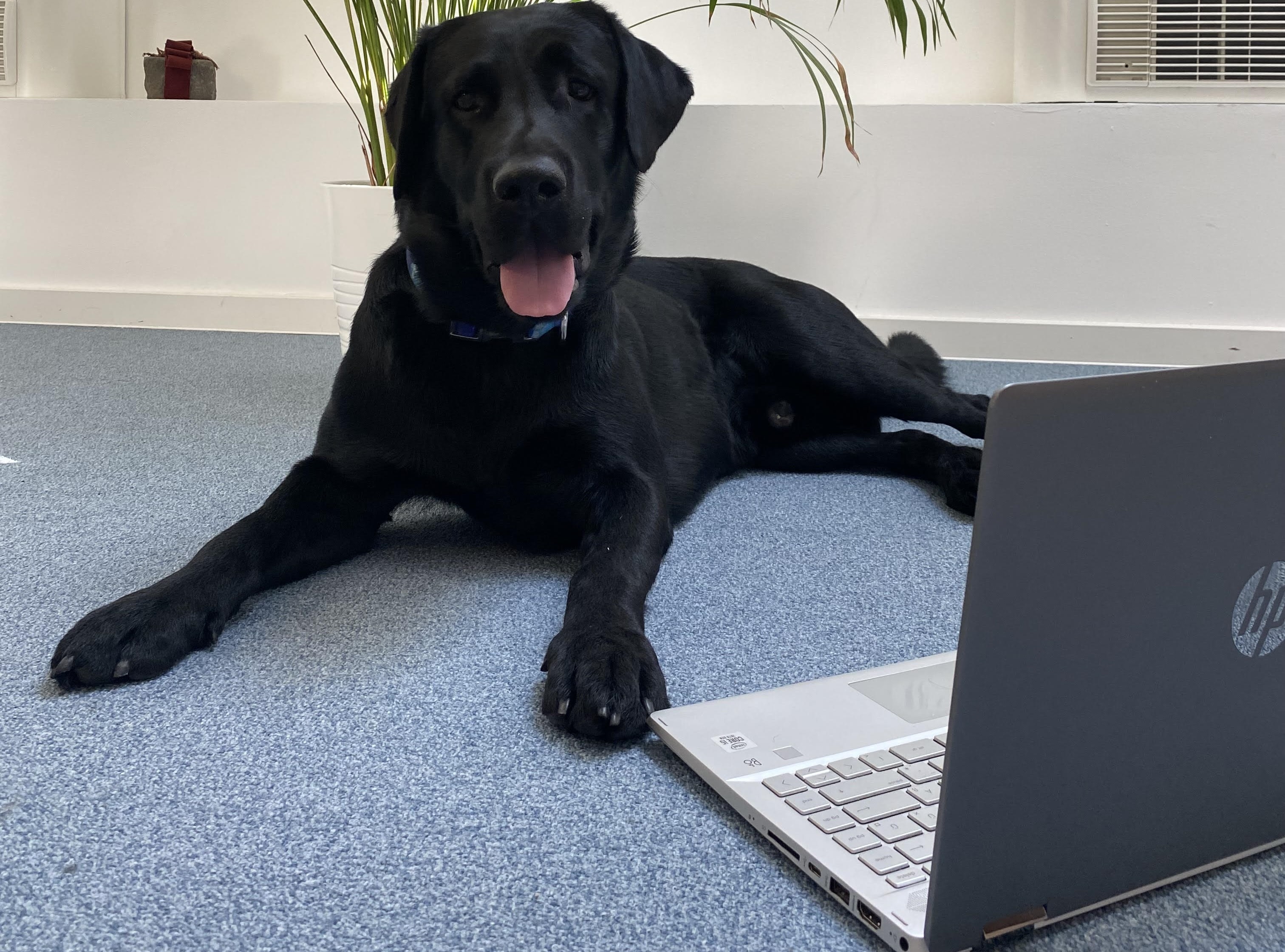 Megüzente a DK kutyája: Jcztvhgkjb,klkbnj jn kljllkj kjnlkjnb.jhgbkhjh