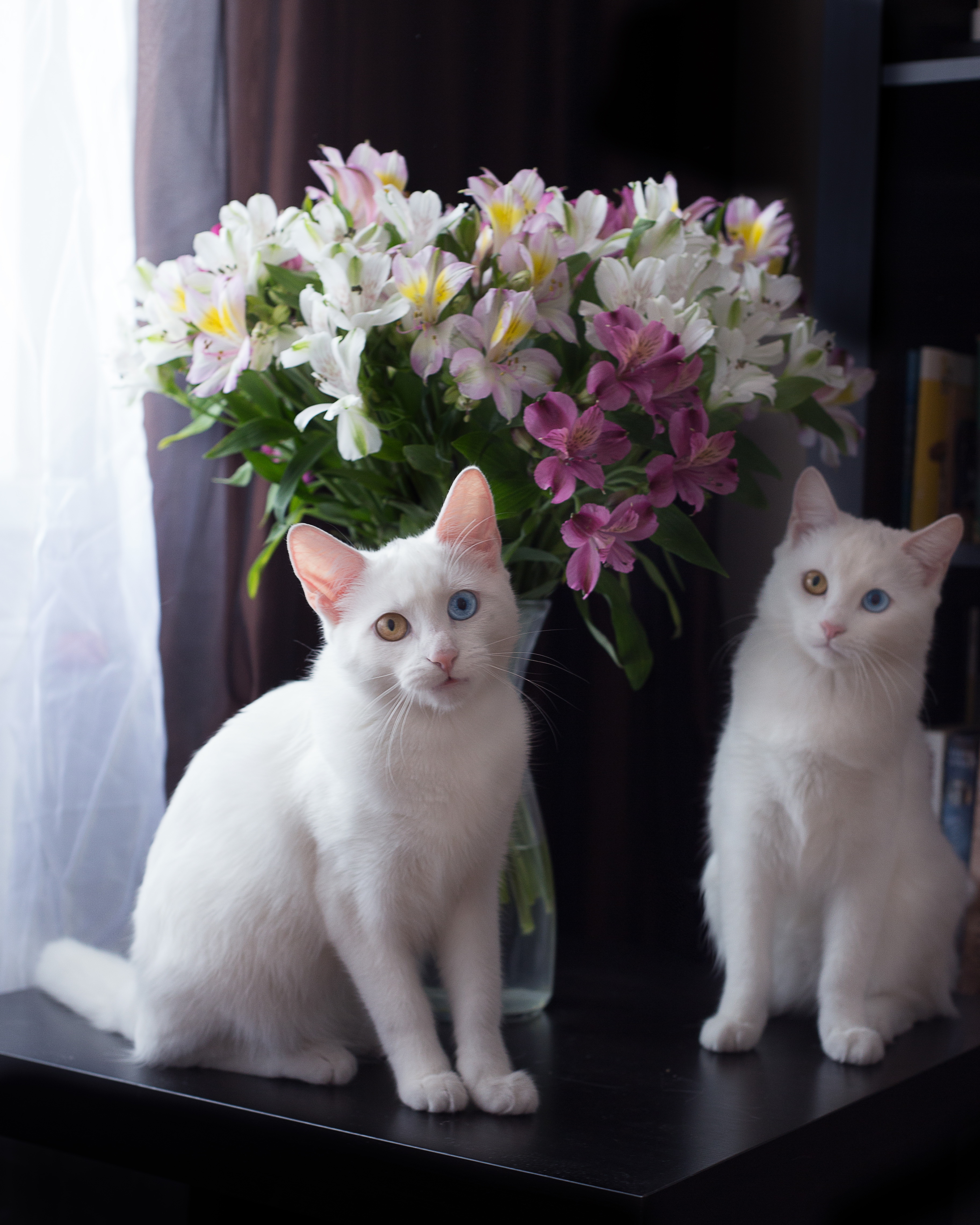 Кошка белая гордая цветок