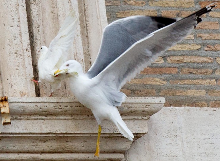 Symboliczna scena w Watykanie. Gołębie pokoju zaatakowane przez inne ptaki