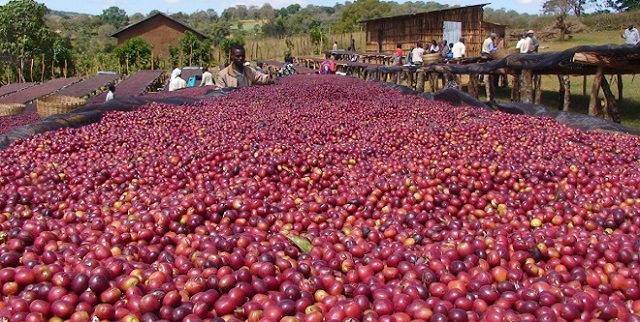 Sudan is one of the biggest buyers of Uganda’s coffee and the country consistently ranks second behind the European Union as Uganda’s big export markets for coffee.
